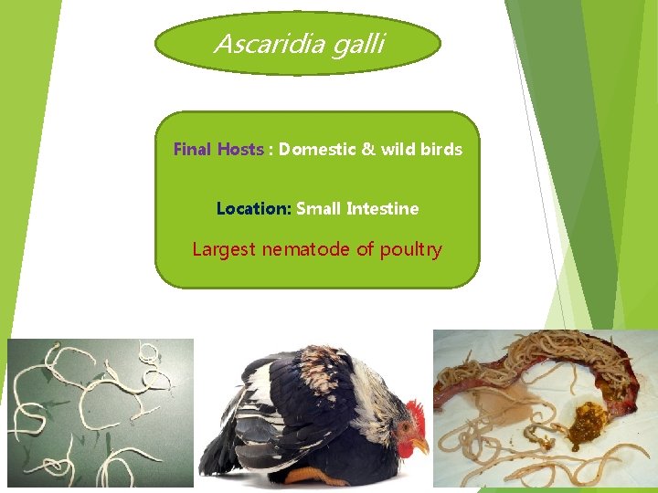 Ascaridia galli Final Hosts : Domestic & wild birds Location: Small Intestine Largest nematode