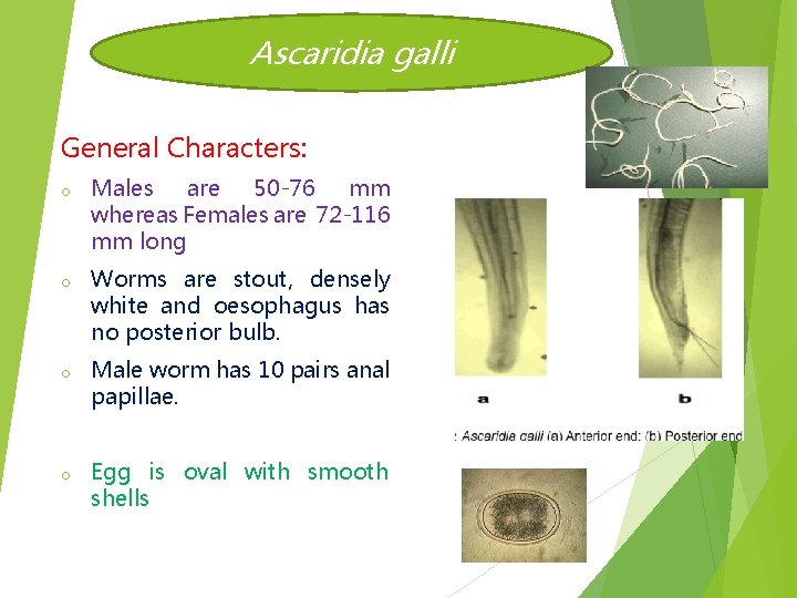 Ascaridia galli General Characters: o Males are 50 -76 mm whereas Females are 72