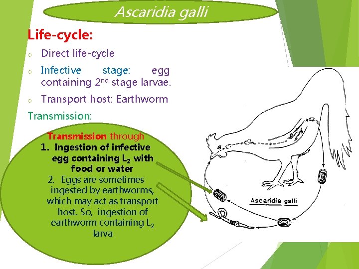 Ascaridia galli Life-cycle: o Direct life-cycle o Infective stage: egg containing 2 nd stage