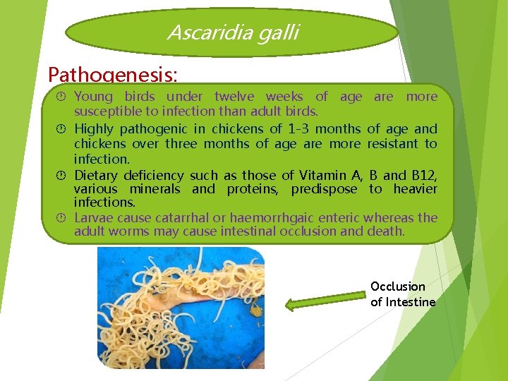 Ascaridia galli Pathogenesis: Young birds under twelve weeks of age are more susceptible to