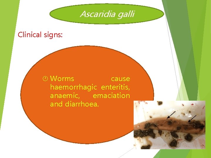 Ascaridia galli Clinical signs: Worms cause haemorrhagic enteritis, anaemic, emaciation and diarrhoea. 