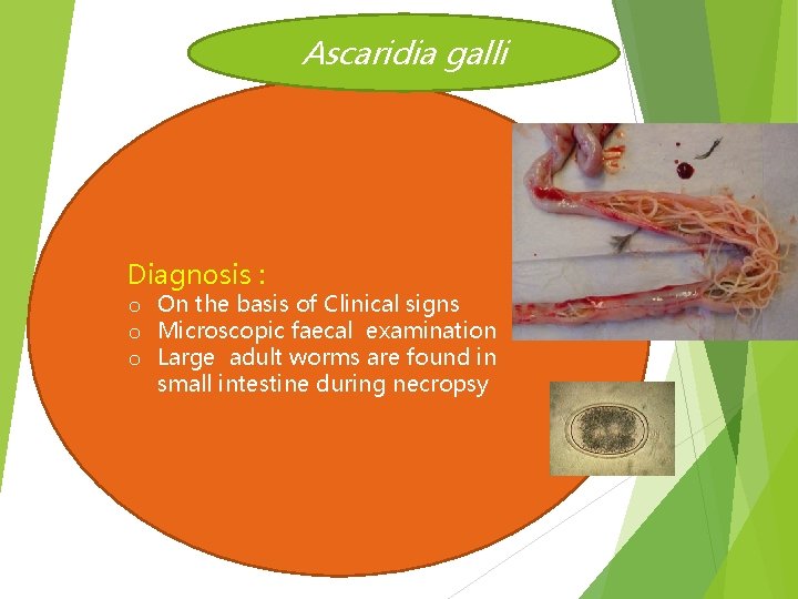 Ascaridia galli Diagnosis : o On the basis of Clinical signs o Microscopic faecal