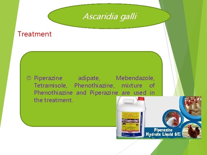Ascaridia galli Treatment Piperazine adipate, Mebendazole, Tetramisole, Phenothiazine, mixture of Phenothiazine and Piperazine are
