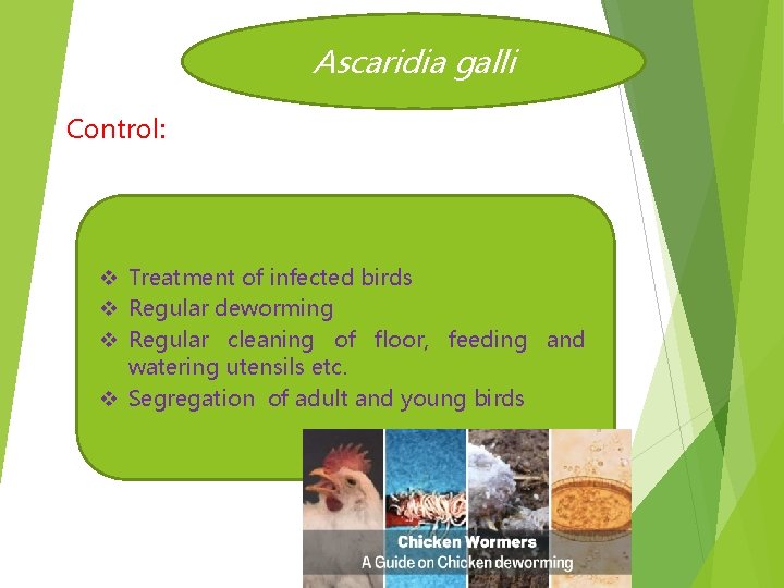 Ascaridia galli Control: v Treatment of infected birds v Regular deworming v Regular cleaning