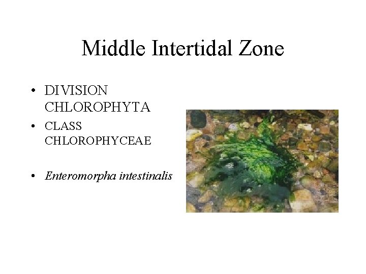 Middle Intertidal Zone • DIVISION CHLOROPHYTA • CLASS CHLOROPHYCEAE • Enteromorpha intestinalis 