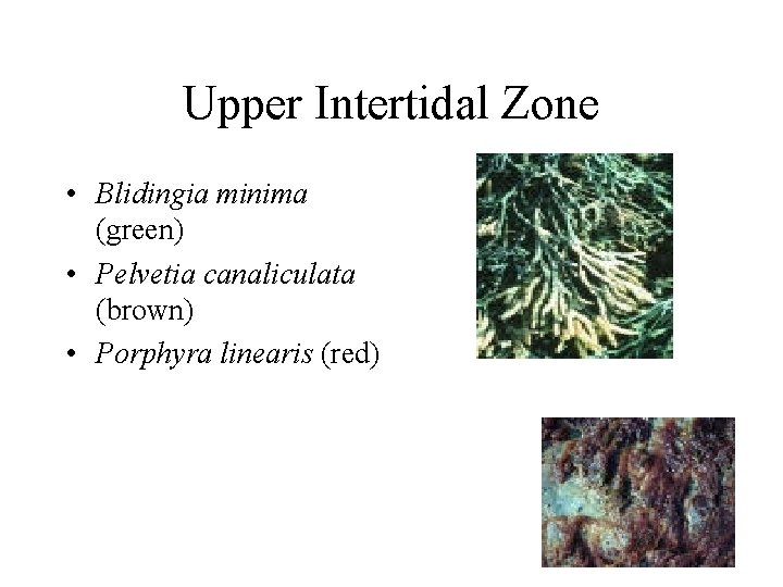 Upper Intertidal Zone • Blidingia minima (green) • Pelvetia canaliculata (brown) • Porphyra linearis