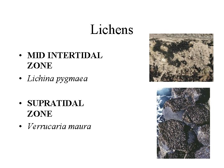 Lichens • MID INTERTIDAL ZONE • Lichina pygmaea • SUPRATIDAL ZONE • Verrucaria maura
