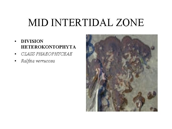 MID INTERTIDAL ZONE • DIVISION HETEROKONTOPHYTA • CLASS PHAEOPHYCEAE • Ralfsia verrucosa 