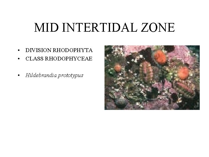 MID INTERTIDAL ZONE • DIVISION RHODOPHYTA • CLASS RHODOPHYCEAE • Hildebrandia prototypus 