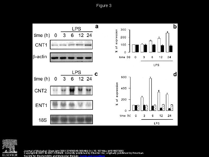 Figure 3 Journal of Biological Chemistry 2001 27630043 -30049 DOI: (10. 1074/jbc. M 101807200)