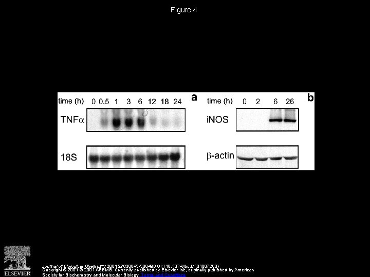 Figure 4 Journal of Biological Chemistry 2001 27630043 -30049 DOI: (10. 1074/jbc. M 101807200)