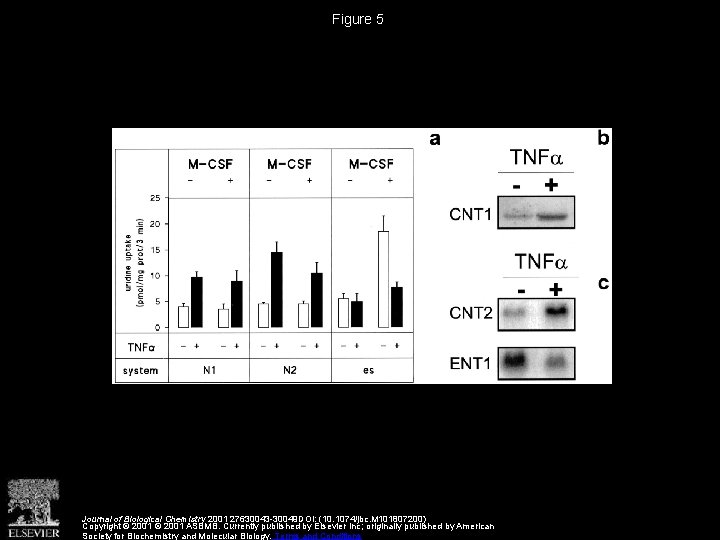 Figure 5 Journal of Biological Chemistry 2001 27630043 -30049 DOI: (10. 1074/jbc. M 101807200)