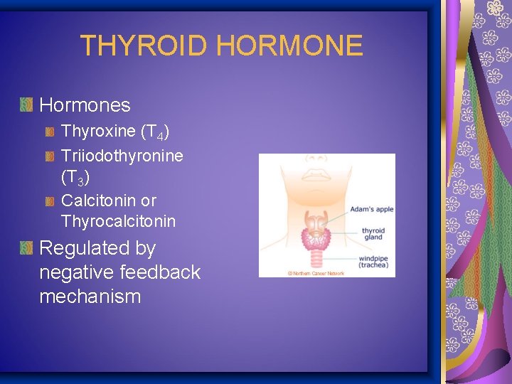 THYROID HORMONE Hormones Thyroxine (T 4) Triiodothyronine (T 3) Calcitonin or Thyrocalcitonin Regulated by