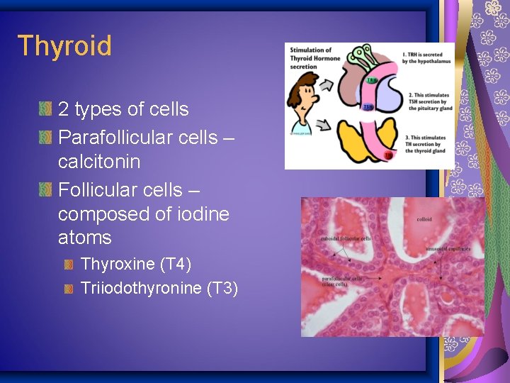 Thyroid 2 types of cells Parafollicular cells – calcitonin Follicular cells – composed of