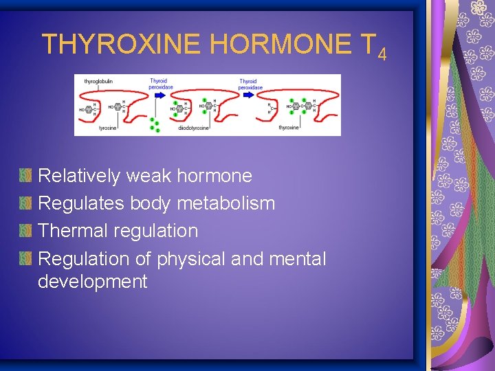 THYROXINE HORMONE T 4 Relatively weak hormone Regulates body metabolism Thermal regulation Regulation of