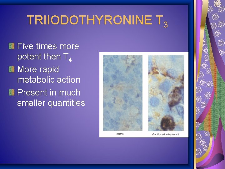 TRIIODOTHYRONINE T 3 Five times more potent then T 4 More rapid metabolic action