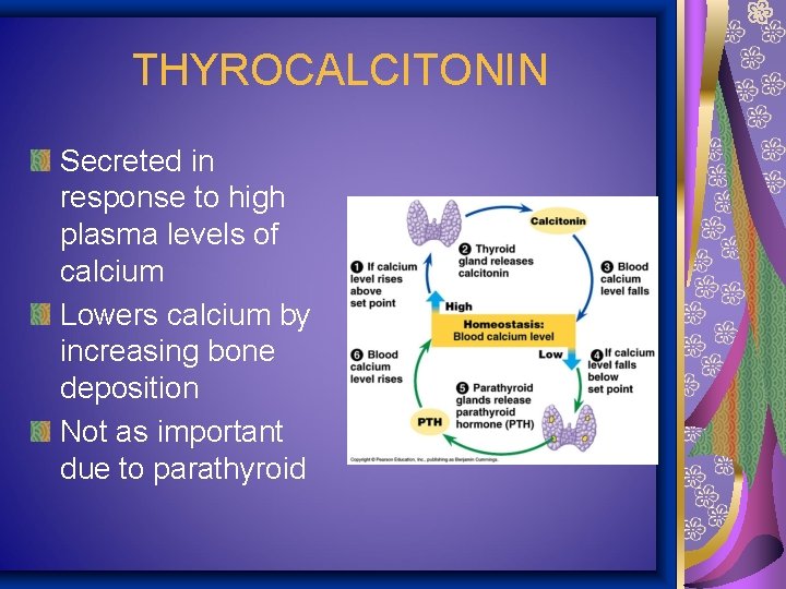 THYROCALCITONIN Secreted in response to high plasma levels of calcium Lowers calcium by increasing