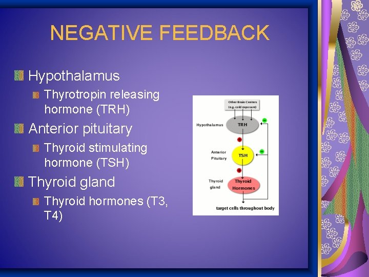 NEGATIVE FEEDBACK Hypothalamus Thyrotropin releasing hormone (TRH) Anterior pituitary Thyroid stimulating hormone (TSH) Thyroid