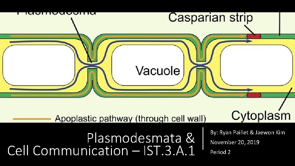 Plasmodesmata & Cell Communication – IST. 3. A. 1 By: Ryan Paillet & Jaewon