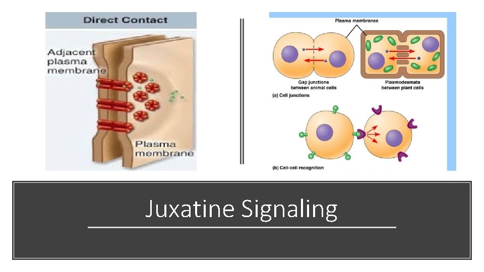 Juxatine Signaling 