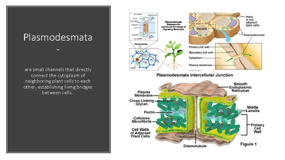 Plasmodesmata are small channels that directly connect the cytoplasm of neighboring plant cells to