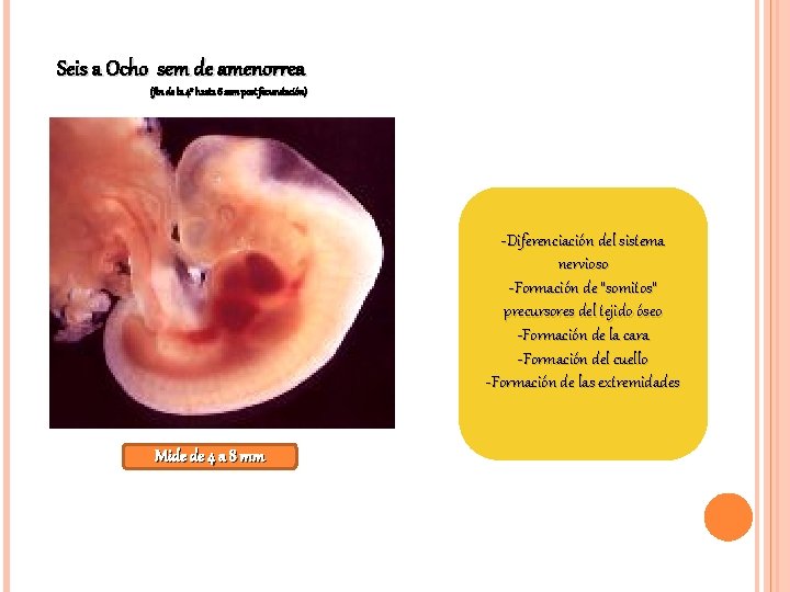 Seis a Ocho sem de amenorrea (fin de la 4° hasta 6 sem post