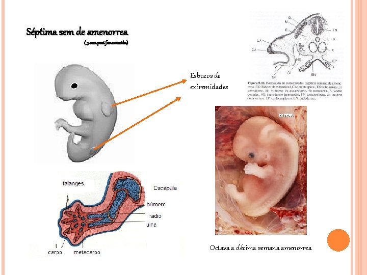 Séptima sem de amenorrea ( 5 sem post fecundación) Esbozos de extremidades 12 mm