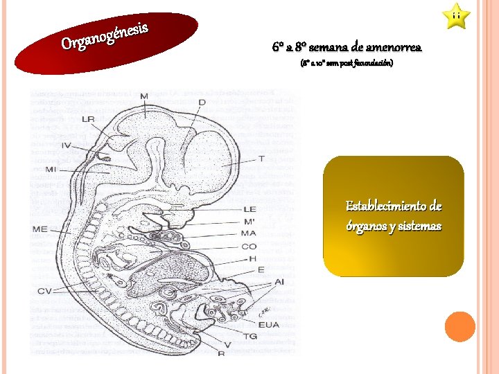 s i s e n é g Organo 6° a 8° semana de amenorrea