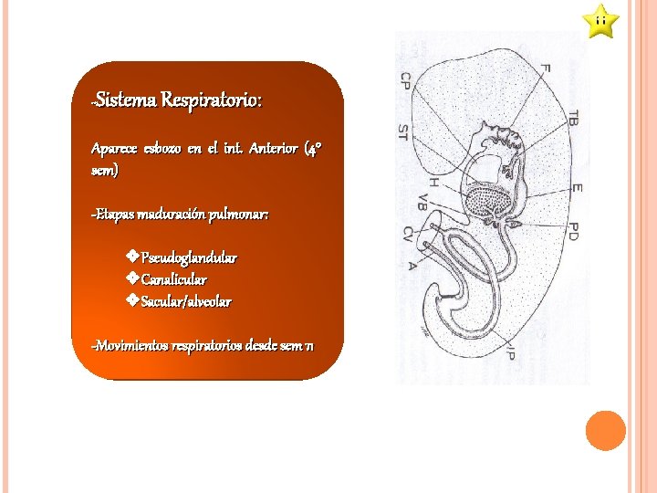 -Sistema Respiratorio: Aparece esbozo en el int. Anterior (4° sem) -Etapas maduración pulmonar: v.