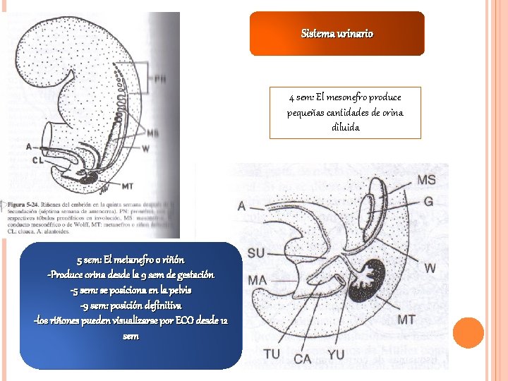 Sistema urinario 4 sem: El mesonefro produce pequeñas cantidades de orina diluida 5 sem: