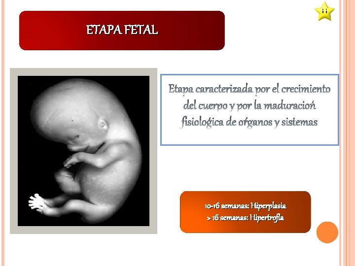 ETAPA FETAL 10 -16 semanas: Hiperplasia > 16 semanas: Hipertrofia 