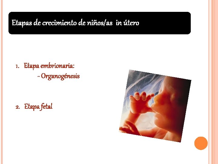 Etapas de crecimiento de niños/as in útero 1. Etapa embrionaria: - Organogénesis 2. Etapa