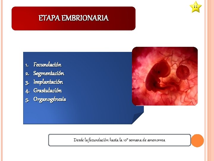 ETAPA EMBRIONARIA 1. 2. 3. 4. 5. Fecundación Segmentación Implantación Grastulación Organogénesis Desde la