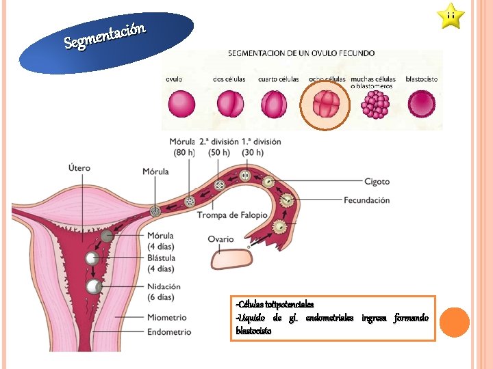 ón i c a t n e Segm -Células totipotenciales -Líquido de gl. endometriales