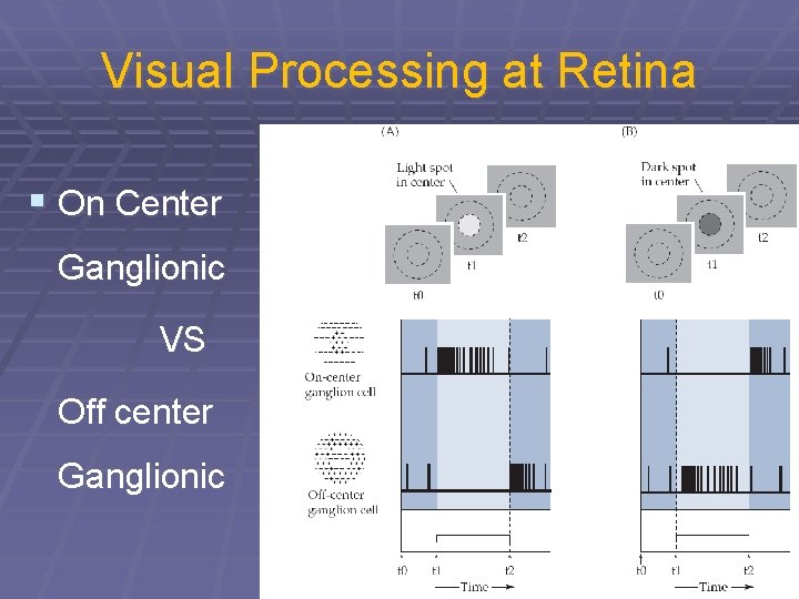 Visual Processing at Retina § On Center Ganglionic VS Off center Ganglionic 