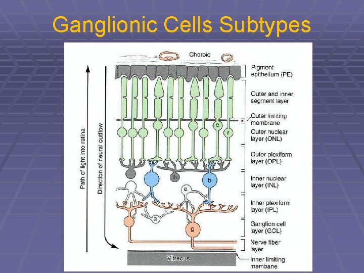 Ganglionic Cells Subtypes 