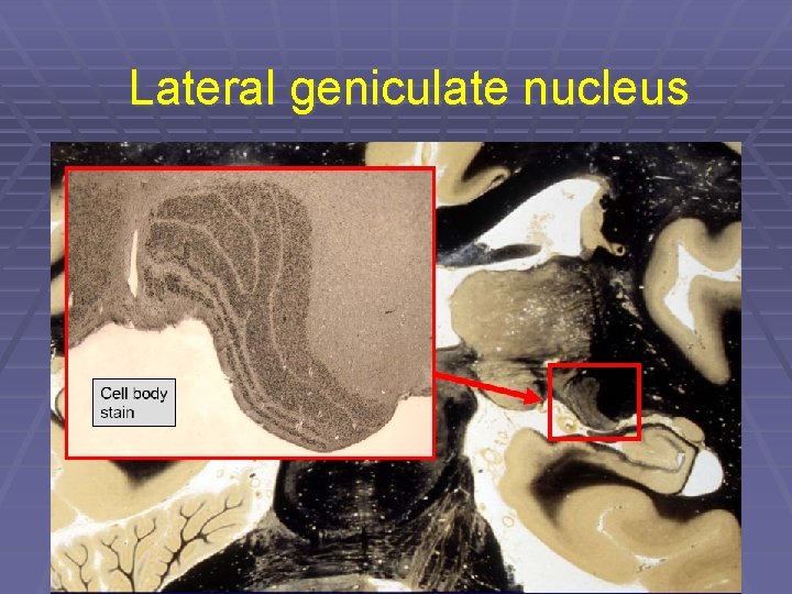 Lateral geniculate nucleus 
