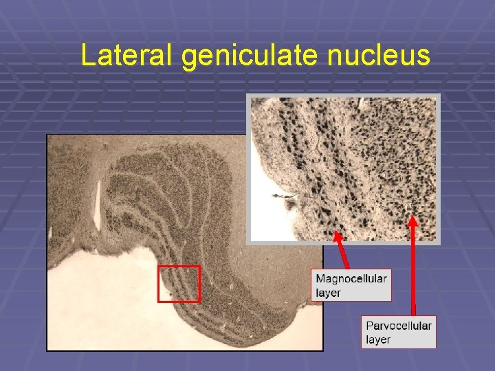 Lateral geniculate nucleus 
