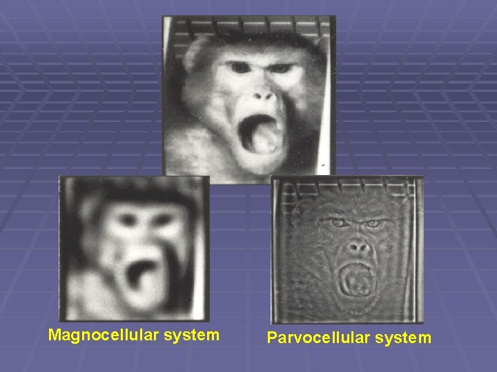 Magnocellular system Parvocellular system 