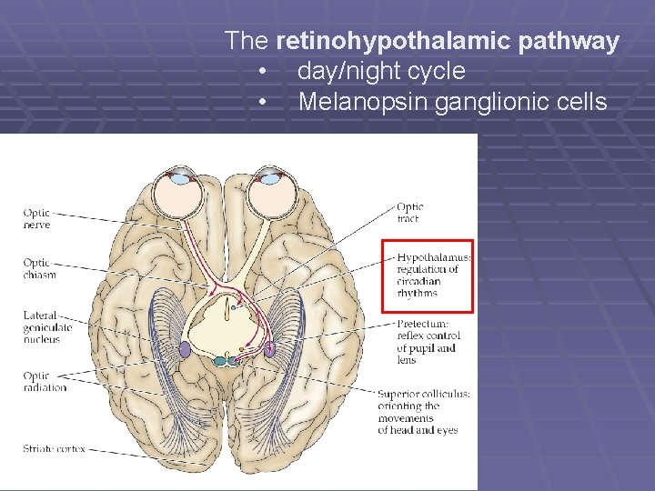 The retinohypothalamic pathway • day/night cycle • Melanopsin ganglionic cells 