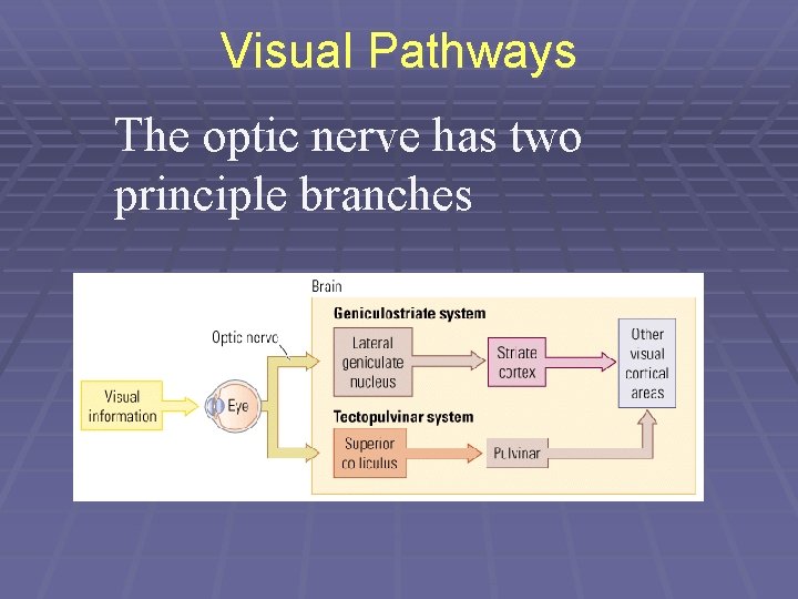 Visual Pathways The optic nerve has two principle branches 