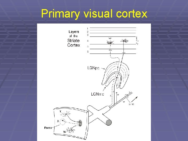 Primary visual cortex 