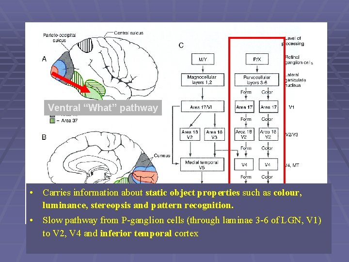 Ventral “What” pathway • Carries information about static object properties such as colour, luminance,