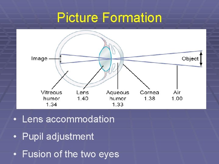 Picture Formation • Lens accommodation • Pupil adjustment • Fusion of the two eyes