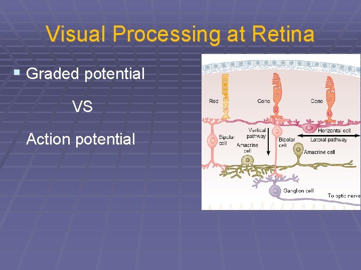Visual Processing at Retina § Graded potential VS Action potential 