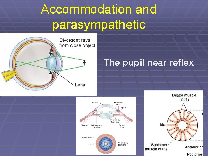 Accommodation and parasympathetic The pupil near reflex 