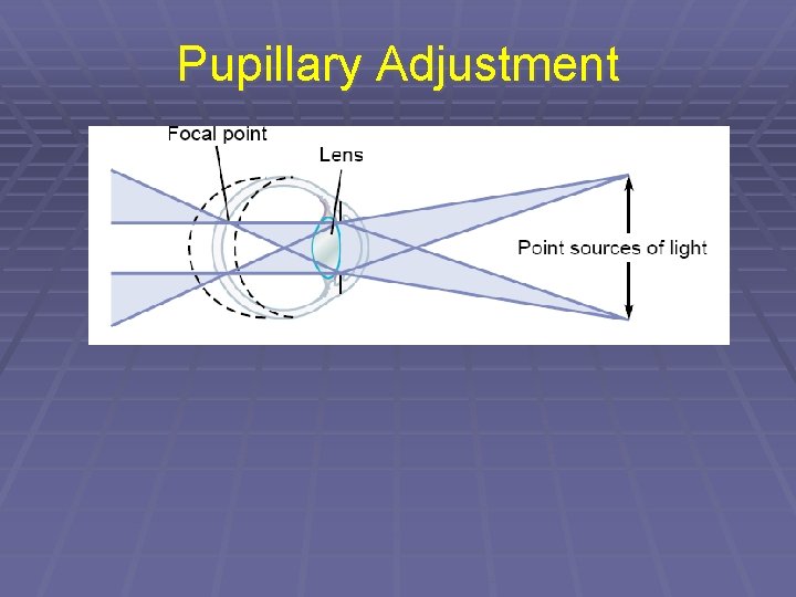 Pupillary Adjustment 