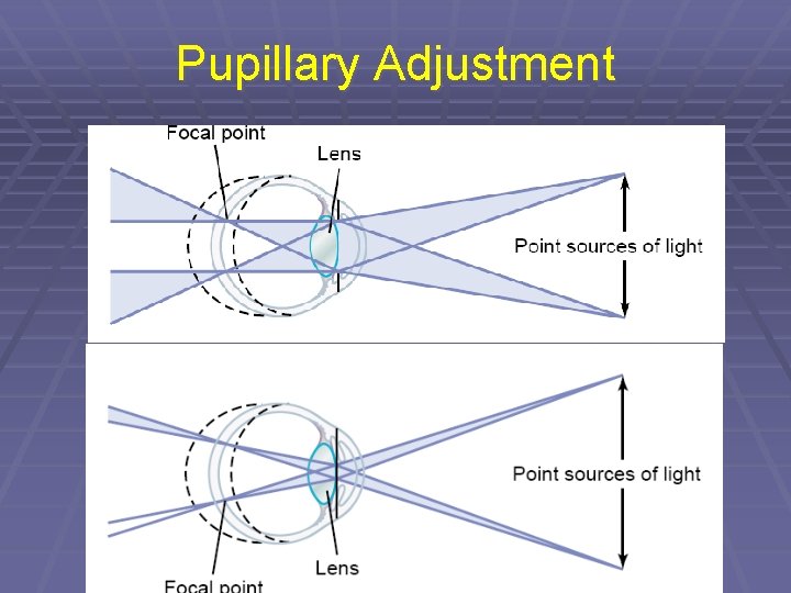 Pupillary Adjustment 
