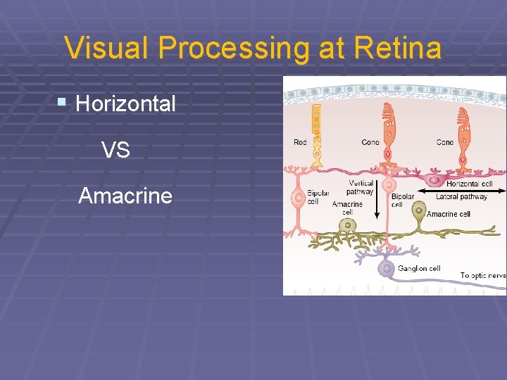 Visual Processing at Retina § Horizontal VS Amacrine 