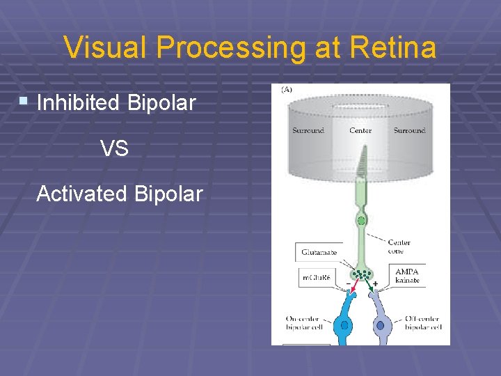 Visual Processing at Retina § Inhibited Bipolar VS Activated Bipolar 